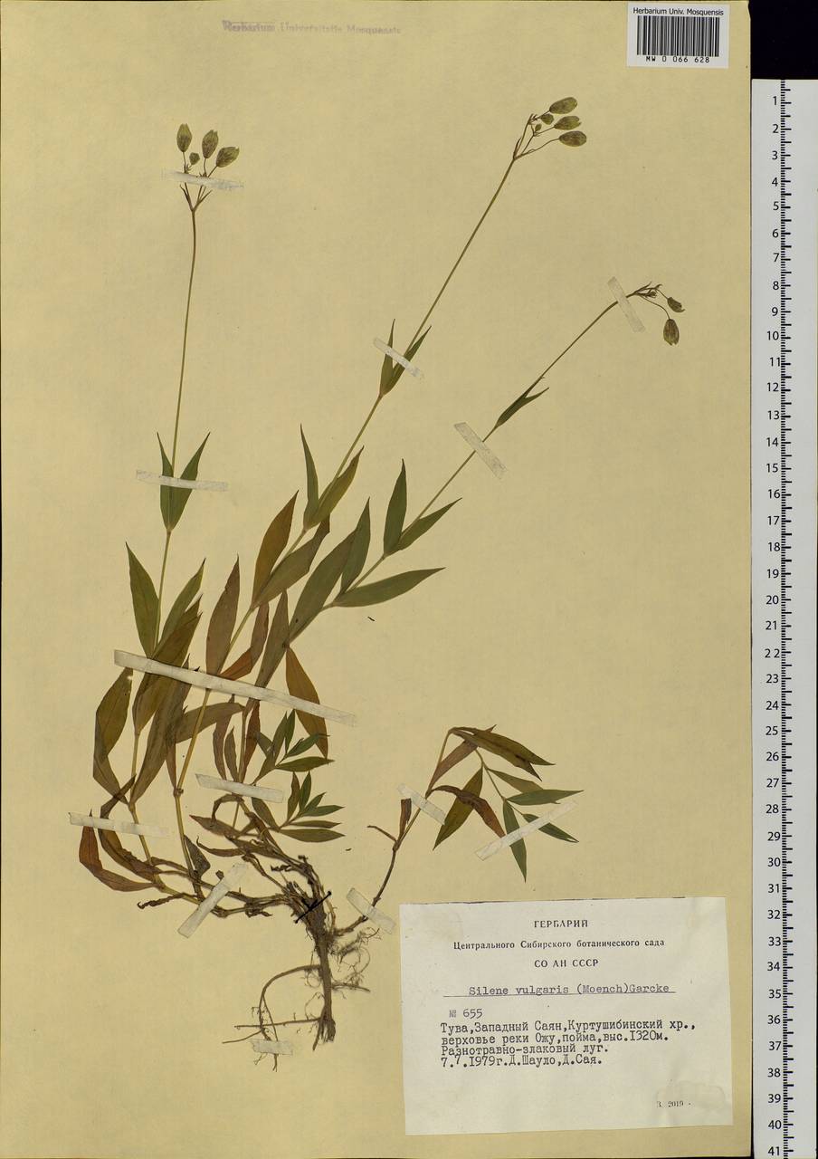 Silene vulgaris (Moench) Garcke, Siberia, Altai & Sayany Mountains (S2) (Russia)