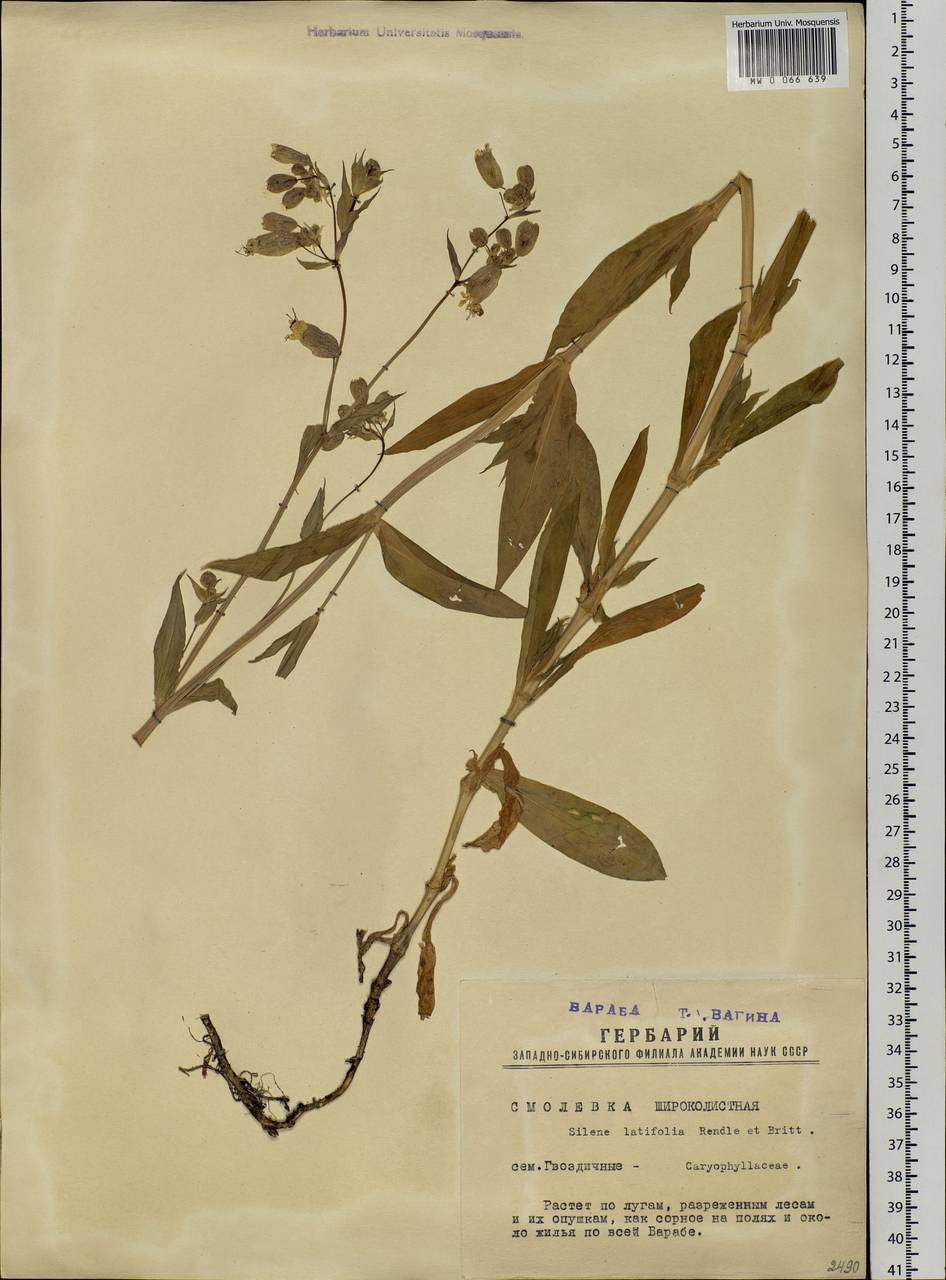 Silene vulgaris (Moench) Garcke, Siberia, Western Siberia (S1) (Russia)
