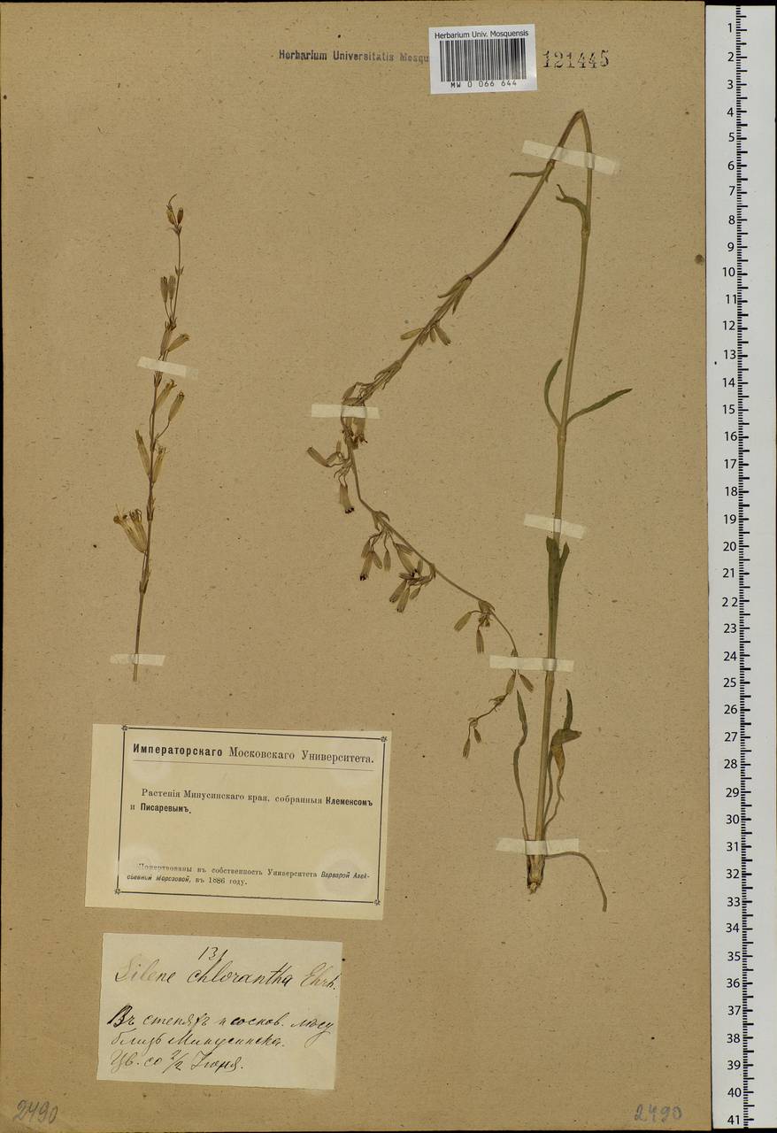 Silene chlorantha (Willd.) Ehrh., Siberia, Altai & Sayany Mountains (S2) (Russia)