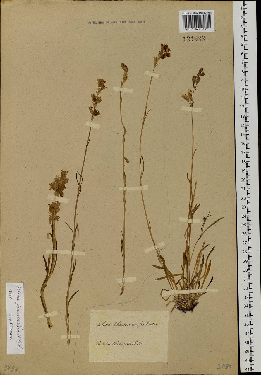 Silene chamarensis Turcz., Siberia, Baikal & Transbaikal region (S4) (Russia)