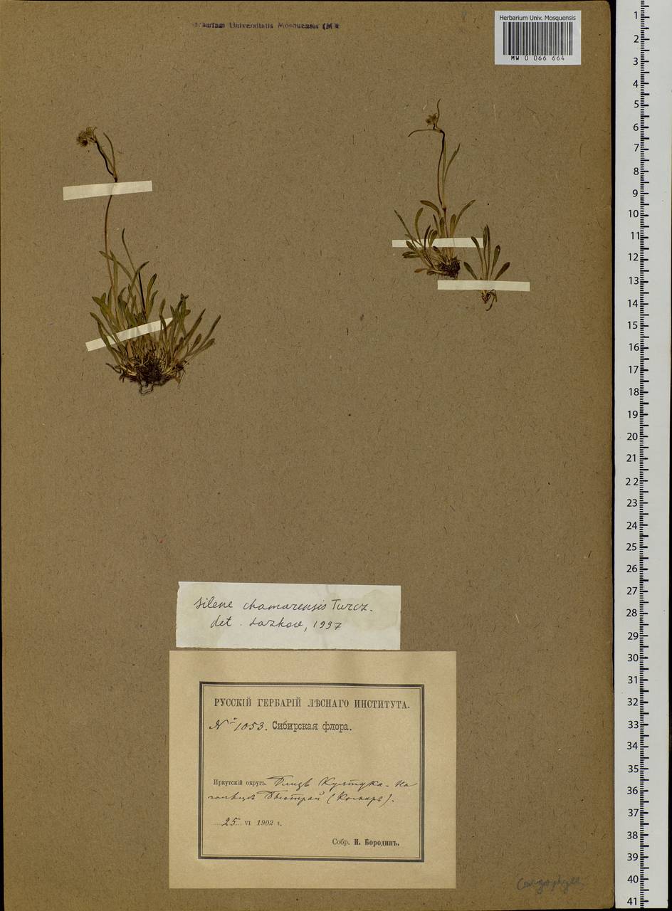 Silene chamarensis Turcz., Siberia, Baikal & Transbaikal region (S4) (Russia)