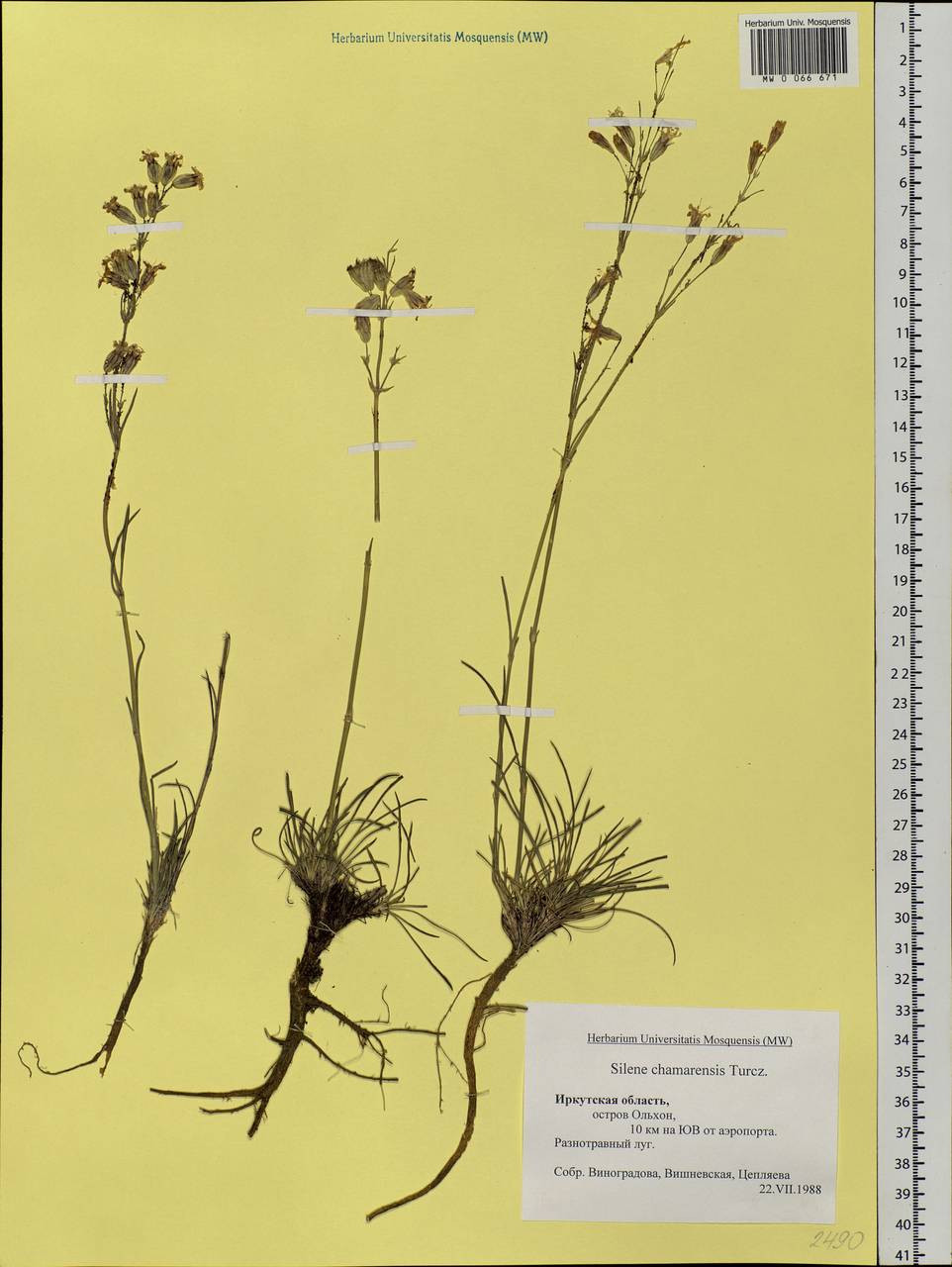 Silene chamarensis Turcz., Siberia, Baikal & Transbaikal region (S4) (Russia)