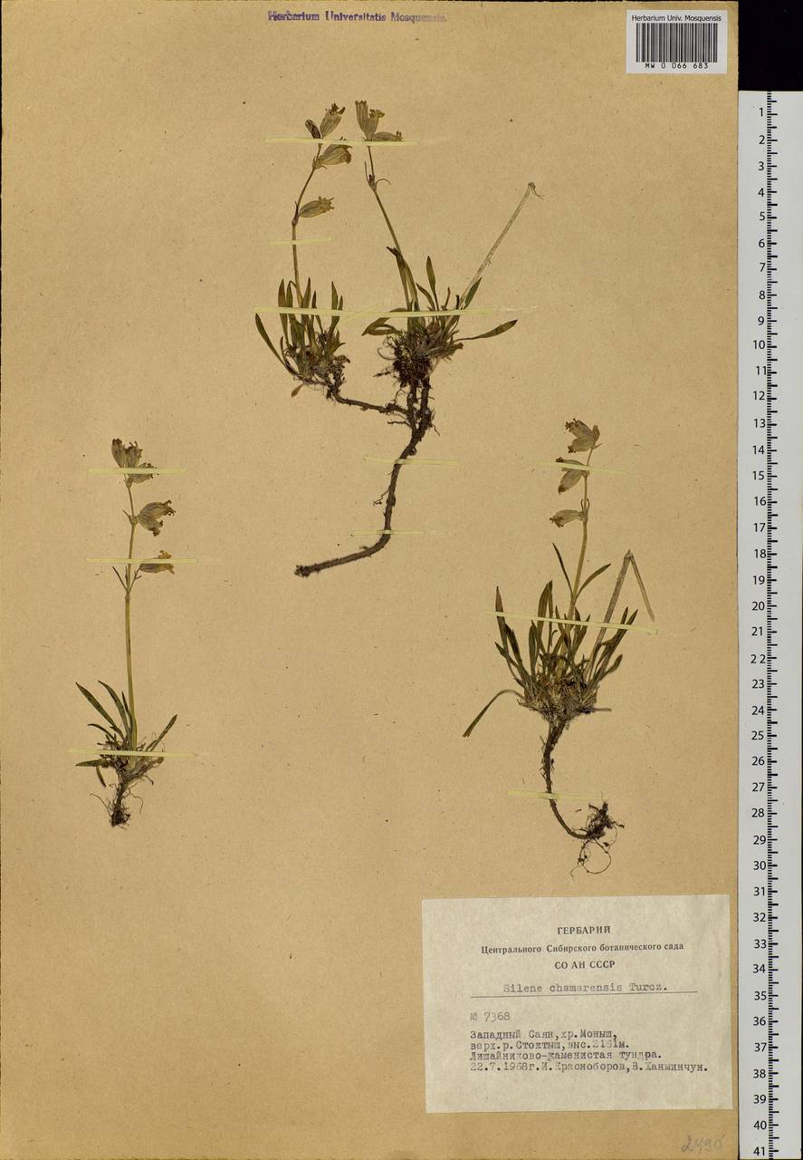 Silene chamarensis Turcz., Siberia, Altai & Sayany Mountains (S2) (Russia)