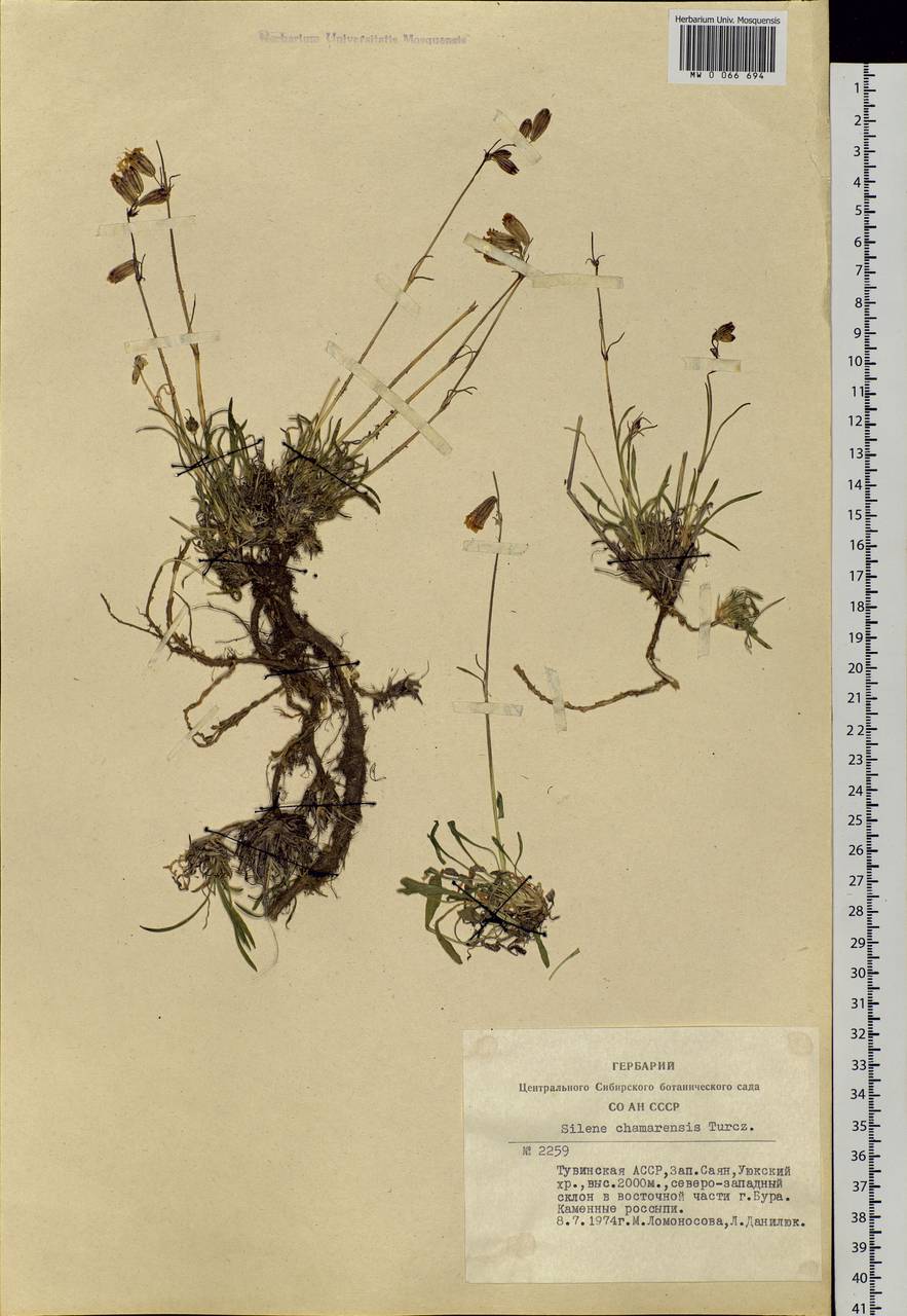 Silene chamarensis Turcz., Siberia, Altai & Sayany Mountains (S2) (Russia)