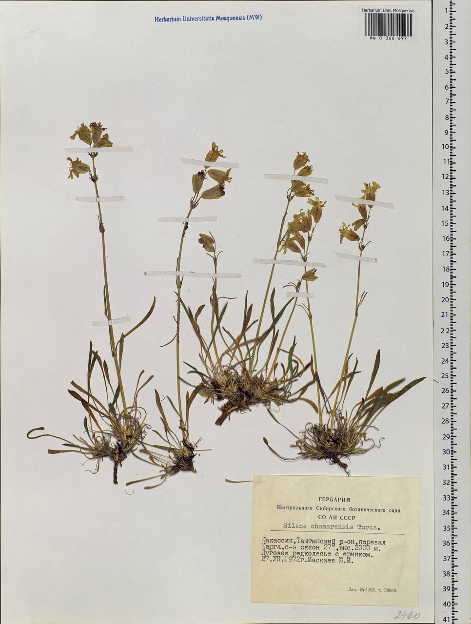 Silene chamarensis Turcz., Siberia, Altai & Sayany Mountains (S2) (Russia)