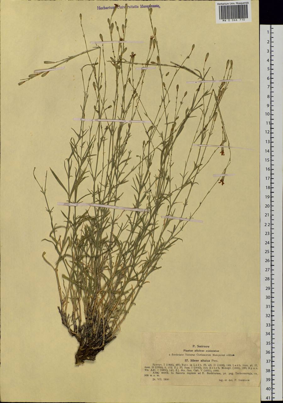 Silene altaica Pers., Siberia, Western (Kazakhstan) Altai Mountains (S2a) (Kazakhstan)
