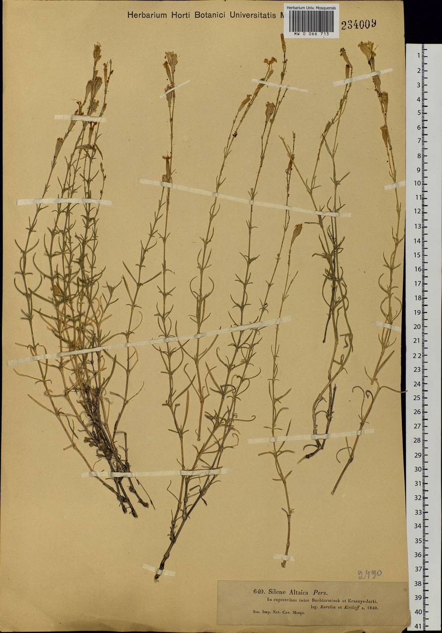 Silene altaica Pers., Siberia, Western (Kazakhstan) Altai Mountains (S2a) (Kazakhstan)