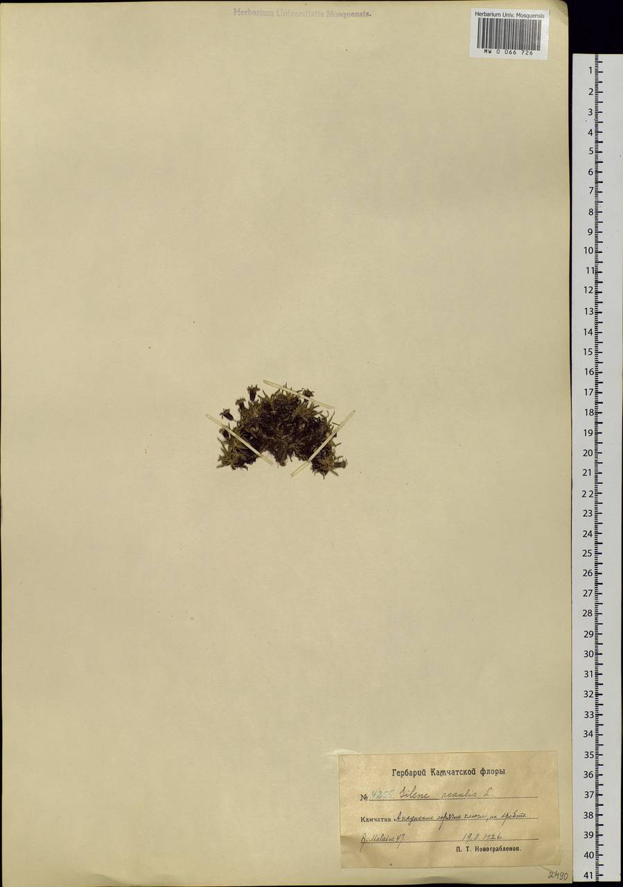 Silene acaulis, Siberia, Chukotka & Kamchatka (S7) (Russia)