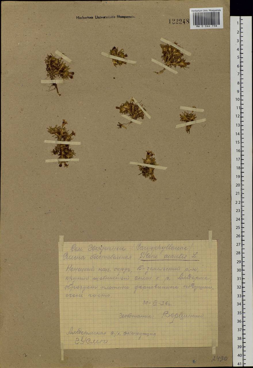 Silene acaulis (L.) Jacq., Eastern Europe, Northern region (E1) (Russia)