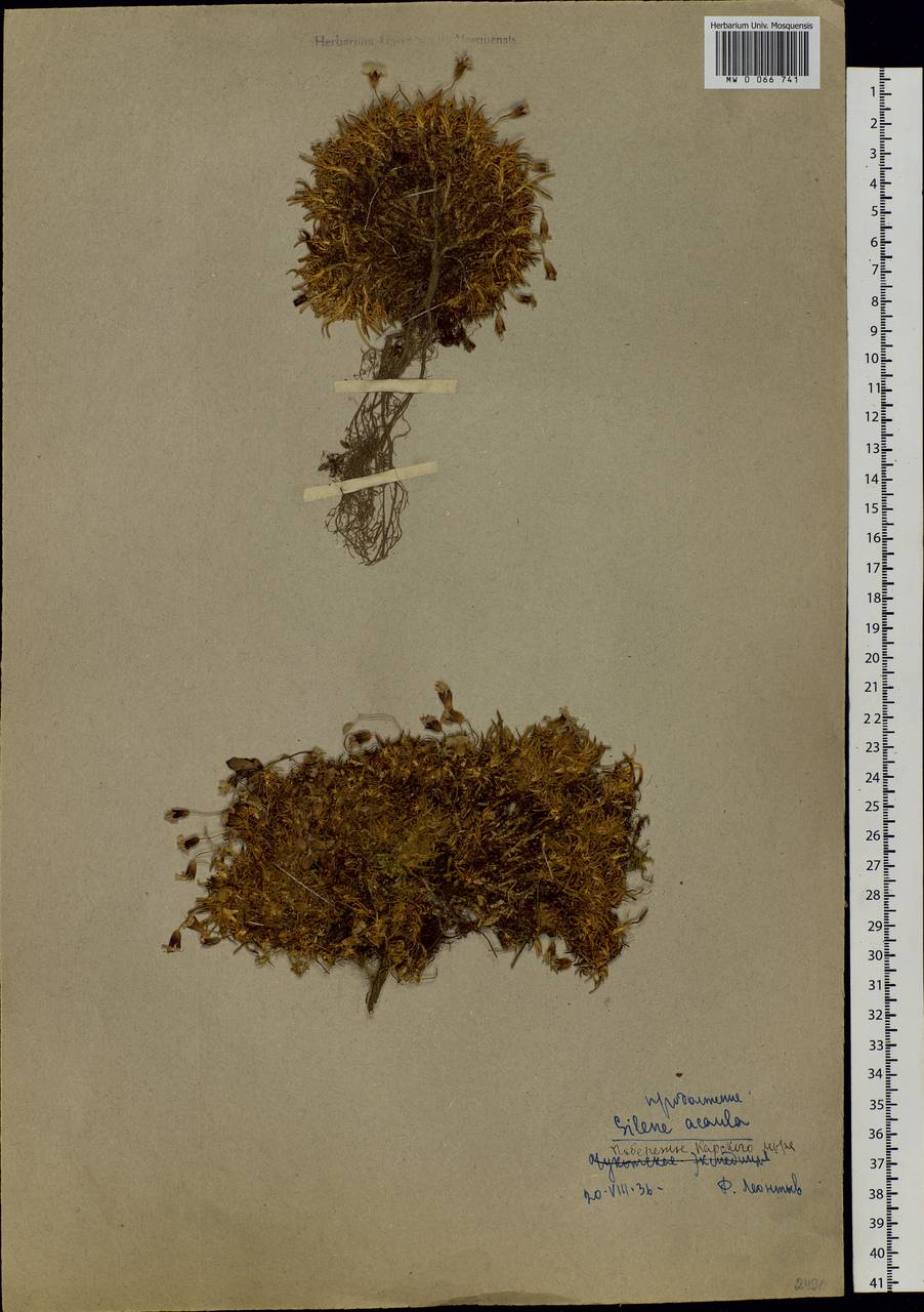 Silene acaulis (L.) Jacq., Siberia, Western Siberia (S1) (Russia)