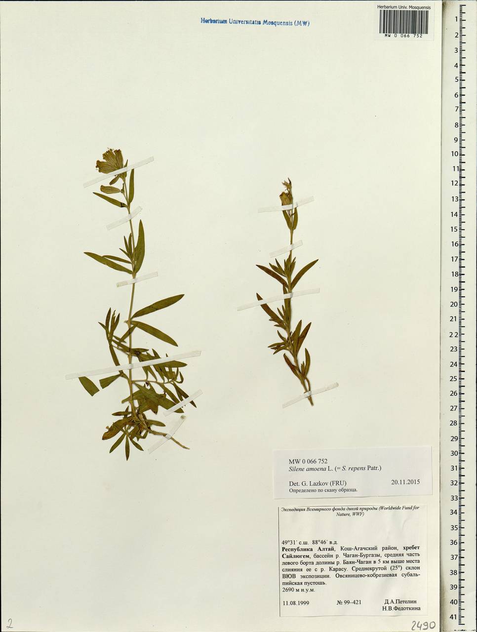 Silene repens Patrin, Siberia, Altai & Sayany Mountains (S2) (Russia)