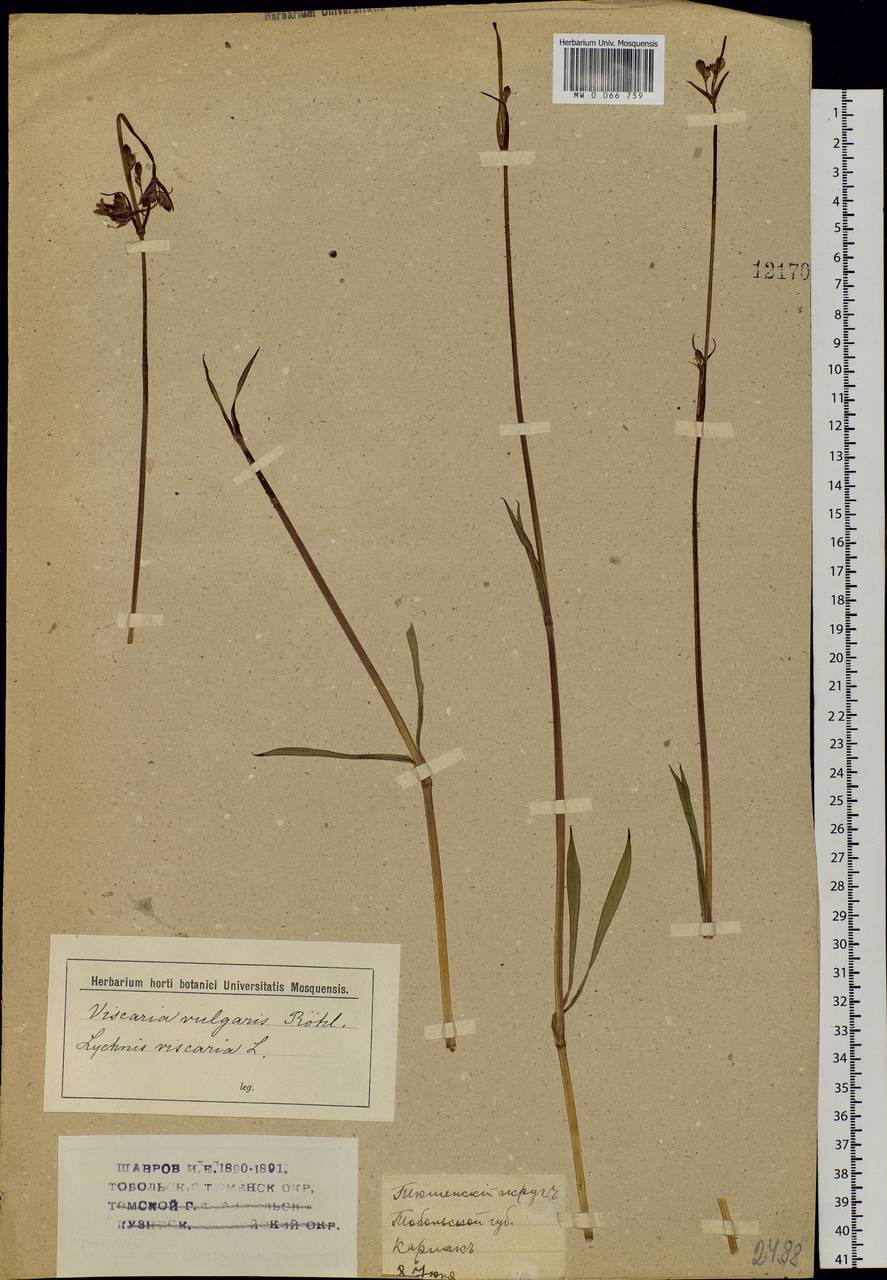 Viscaria vulgaris Röhl., Siberia, Western Siberia (S1) (Russia)