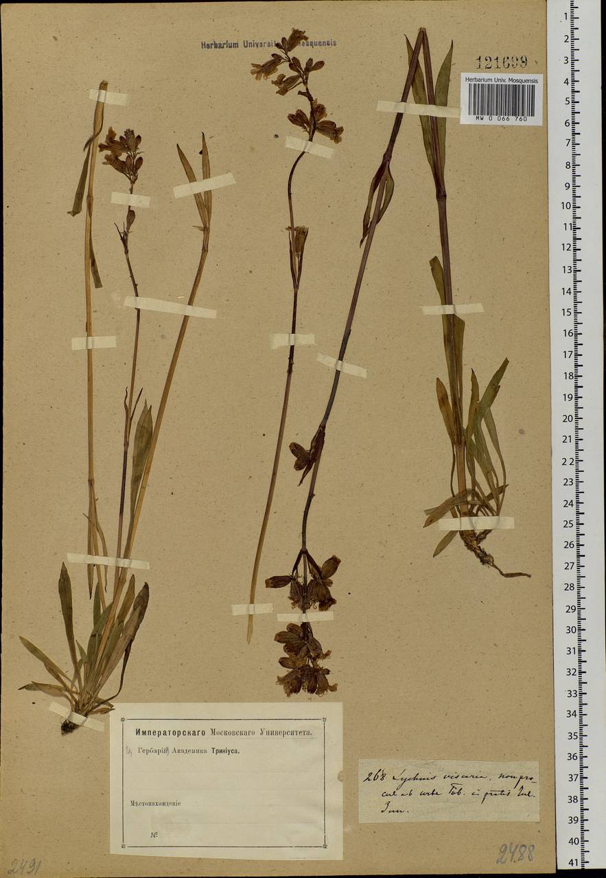 Viscaria vulgaris Röhl., Siberia, Western Siberia (S1) (Russia)