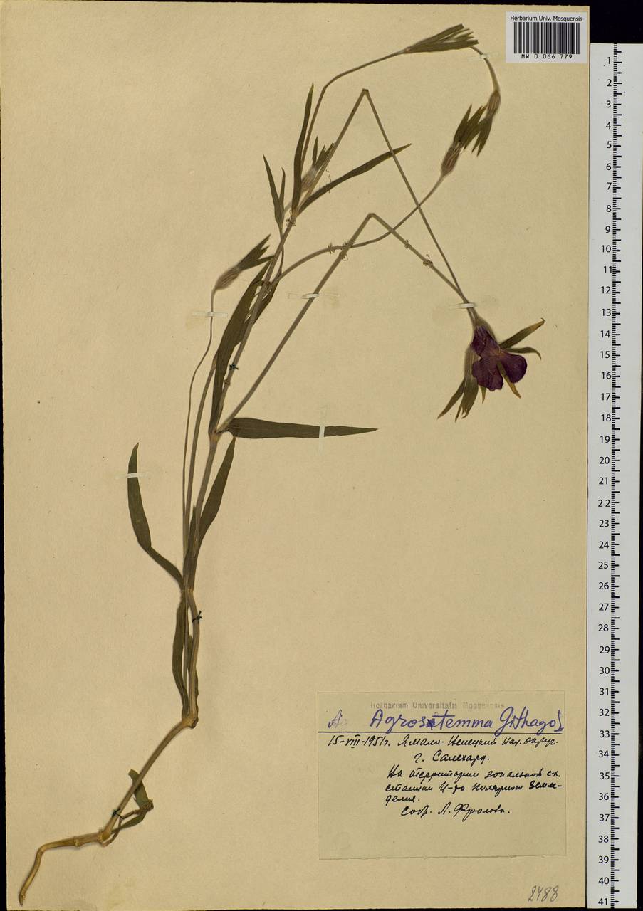 Agrostemma githago L., Siberia, Western Siberia (S1) (Russia)