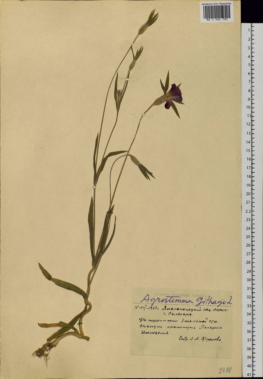 Agrostemma githago L., Siberia, Western Siberia (S1) (Russia)