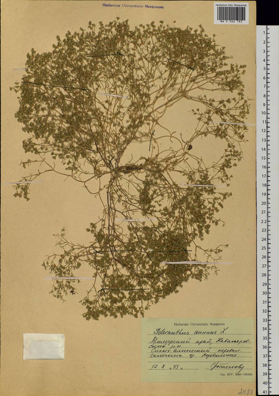 Scleranthus annuus L., Siberia, Russian Far East (S6) (Russia)