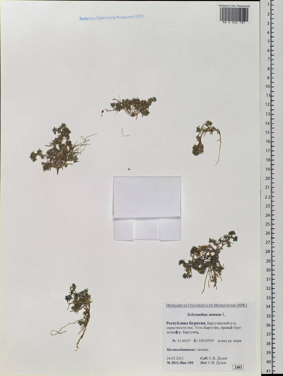 Scleranthus annuus L., Siberia, Baikal & Transbaikal region (S4) (Russia)