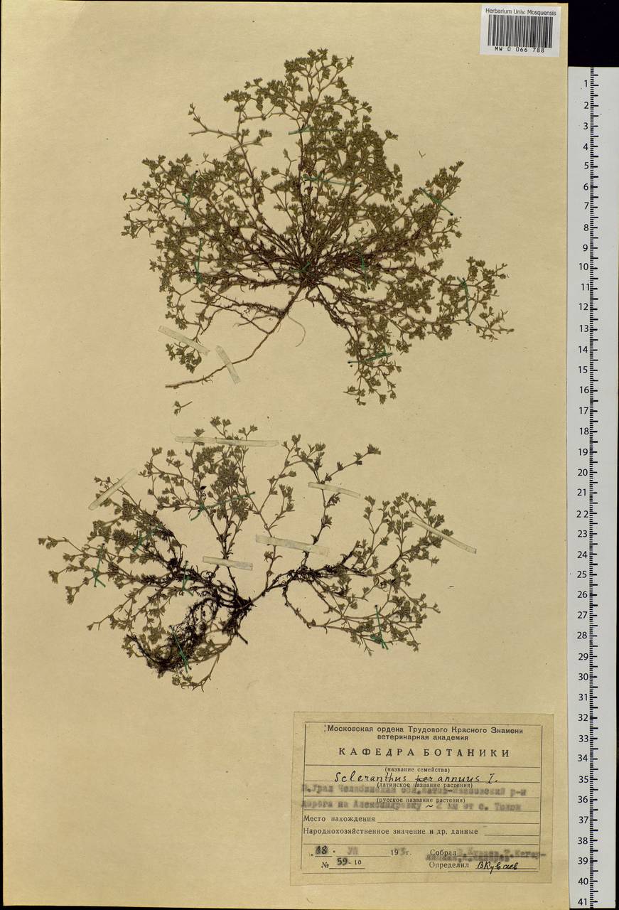 Scleranthus annuus L., Eastern Europe, Eastern region (E10) (Russia)