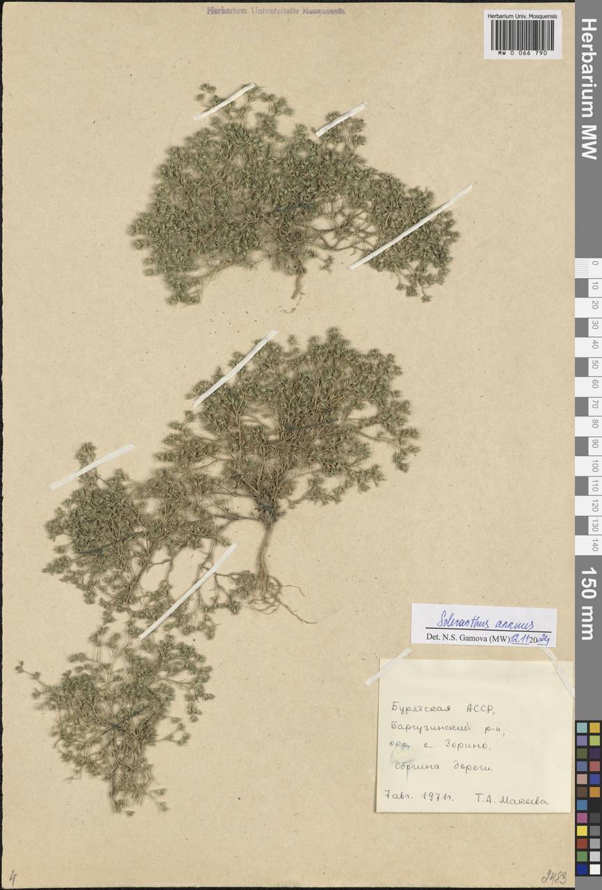 Scleranthus annuus L., Siberia, Baikal & Transbaikal region (S4) (Russia)