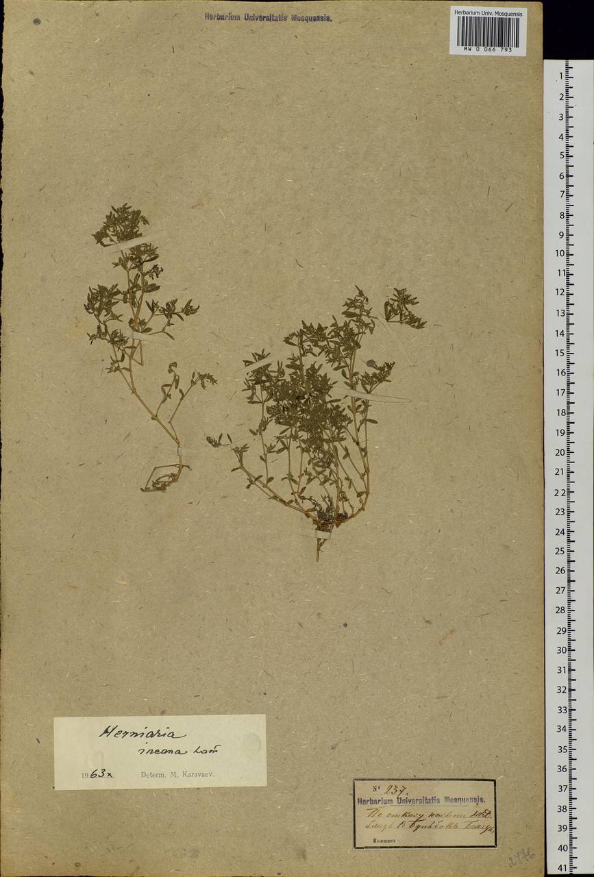 Herniaria incana Lam., Eastern Europe, Moldova (E13a) (Moldova)