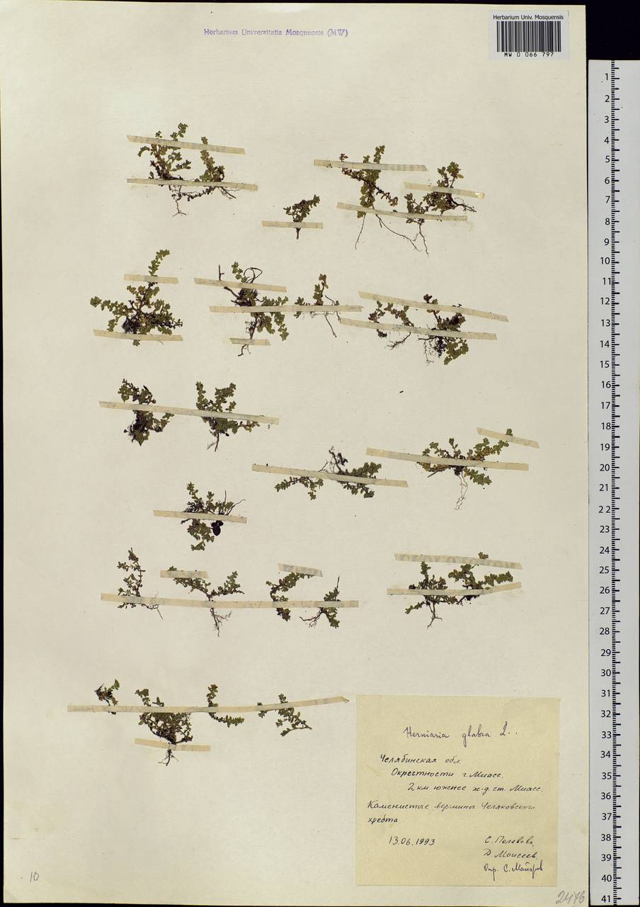 Herniaria glabra L., Eastern Europe, Eastern region (E10) (Russia)
