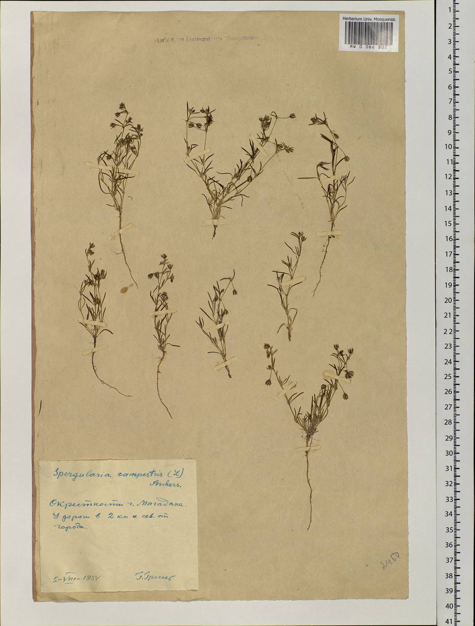 Spergularia rubra (L.) J. Presl & C. Presl, Siberia, Chukotka & Kamchatka (S7) (Russia)