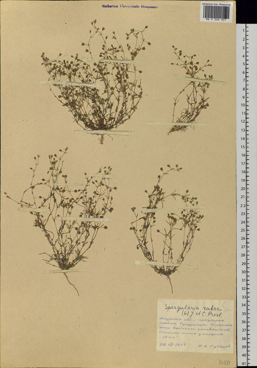 Spergularia rubra (L.) J. Presl & C. Presl, Siberia, Russian Far East (S6) (Russia)