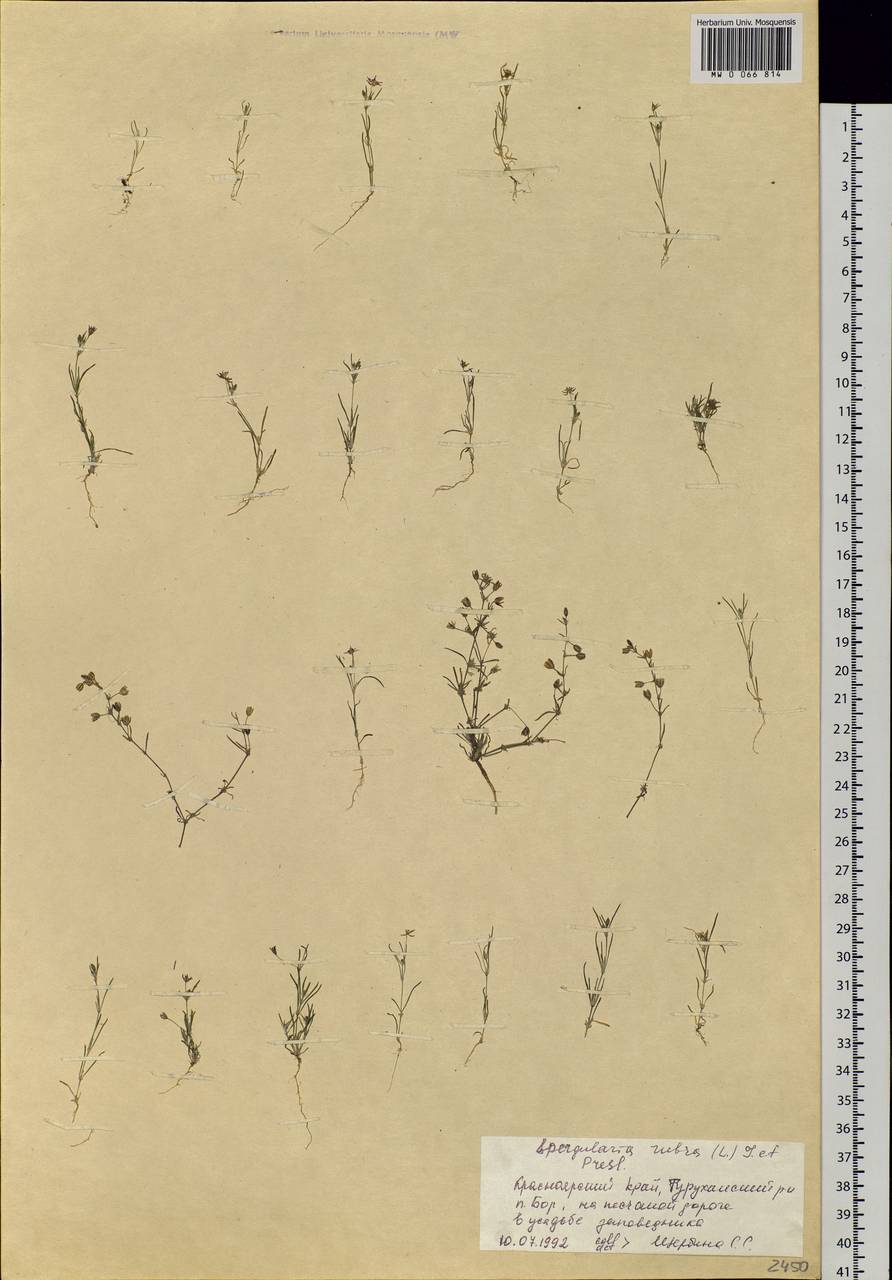 Spergularia rubra (L.) J. Presl & C. Presl, Siberia, Central Siberia (S3) (Russia)