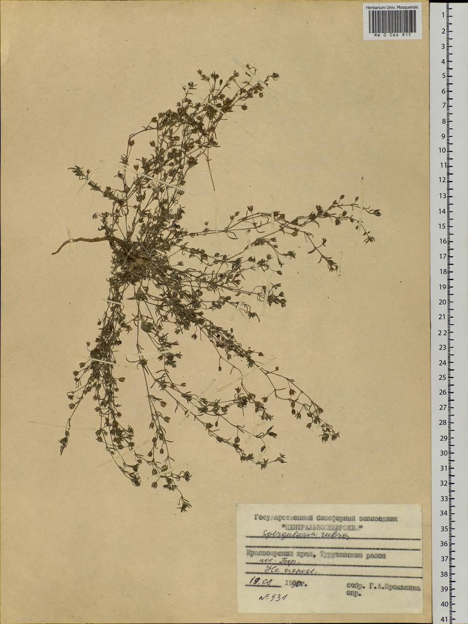 Spergularia rubra (L.) J. Presl & C. Presl, Siberia, Central Siberia (S3) (Russia)