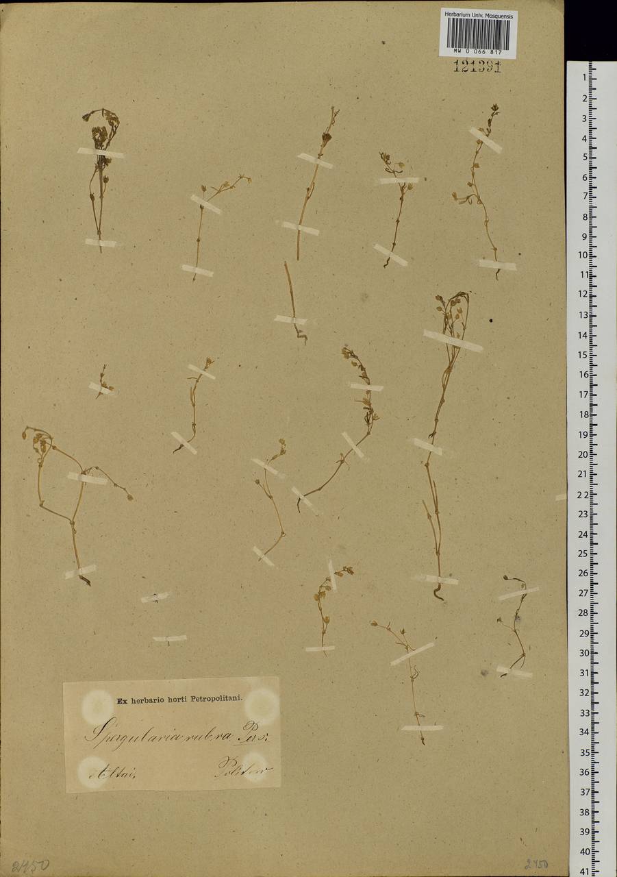 Spergularia rubra (L.) J. Presl & C. Presl, Siberia, Altai & Sayany Mountains (S2) (Russia)