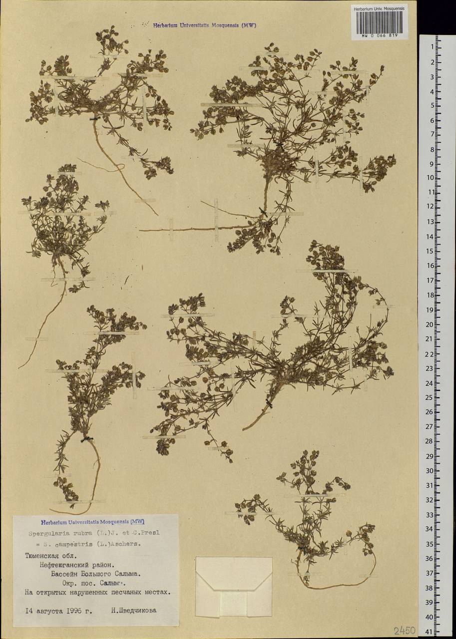 Spergularia rubra (L.) J. Presl & C. Presl, Siberia, Western Siberia (S1) (Russia)