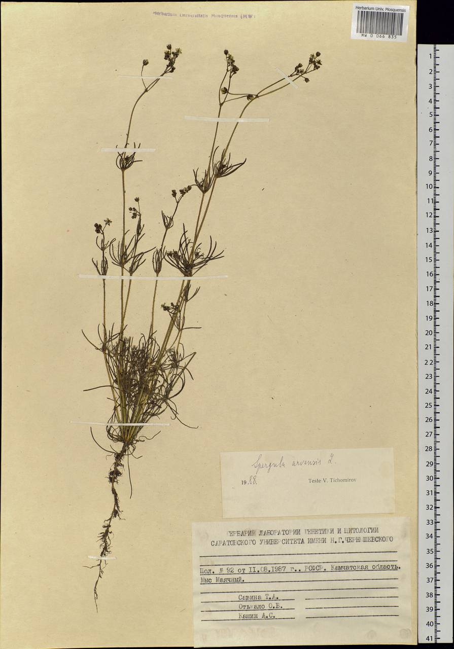 Spergula arvensis L., Siberia, Chukotka & Kamchatka (S7) (Russia)