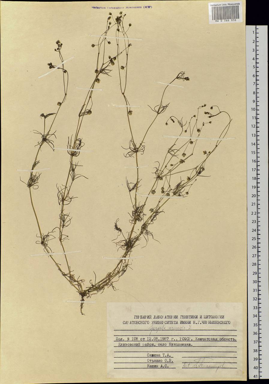 Spergula arvensis, Siberia, Chukotka & Kamchatka (S7) (Russia)