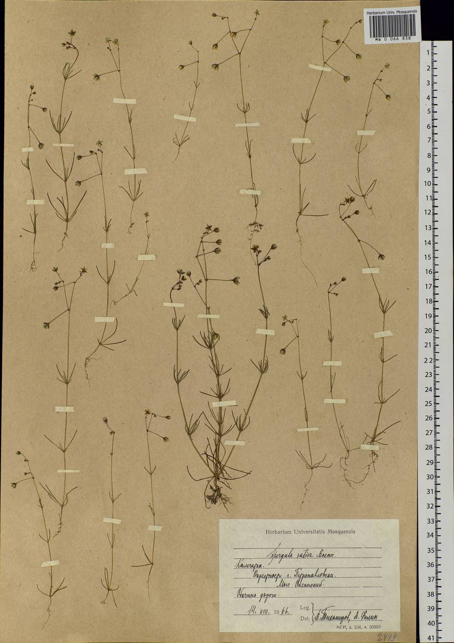 Spergula arvensis, Siberia, Chukotka & Kamchatka (S7) (Russia)