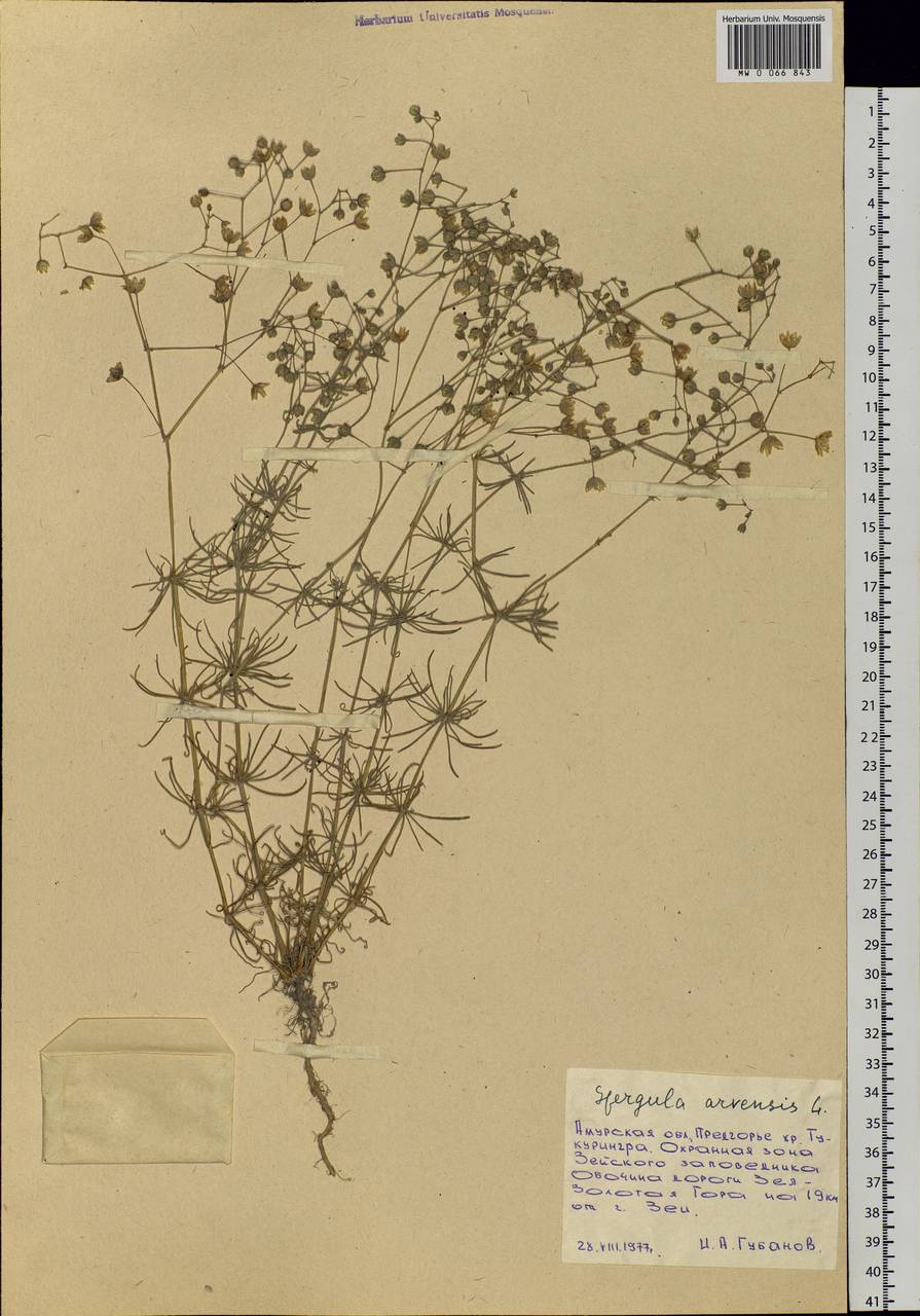 Spergula arvensis, Siberia, Russian Far East (S6) (Russia)