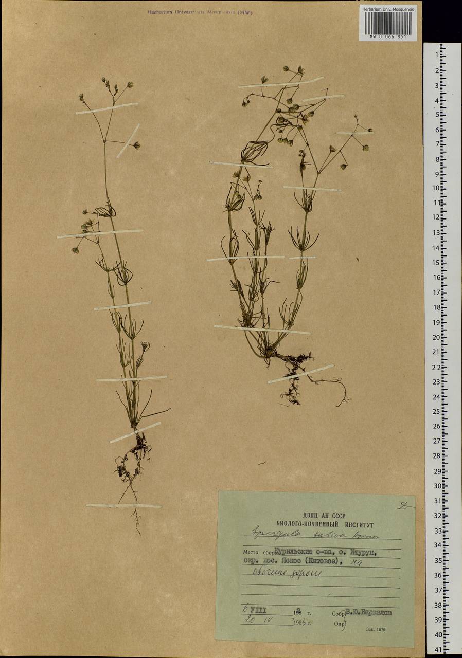 Spergula arvensis L., Siberia, Russian Far East (S6) (Russia)