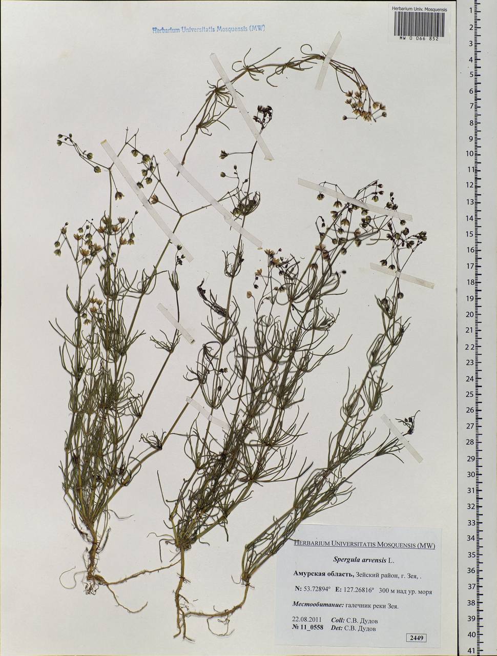 Spergula arvensis, Siberia, Russian Far East (S6) (Russia)