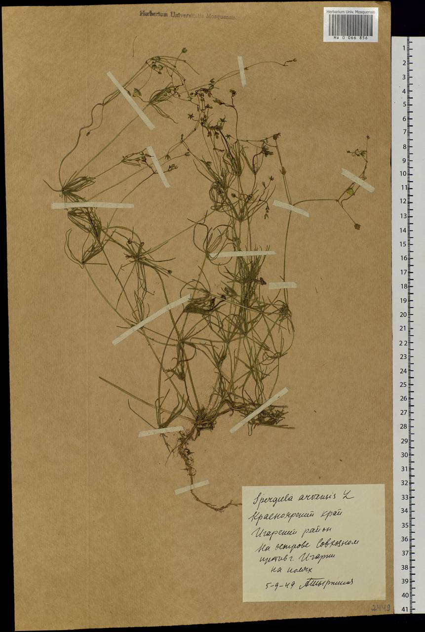 Spergula arvensis, Siberia, Central Siberia (S3) (Russia)