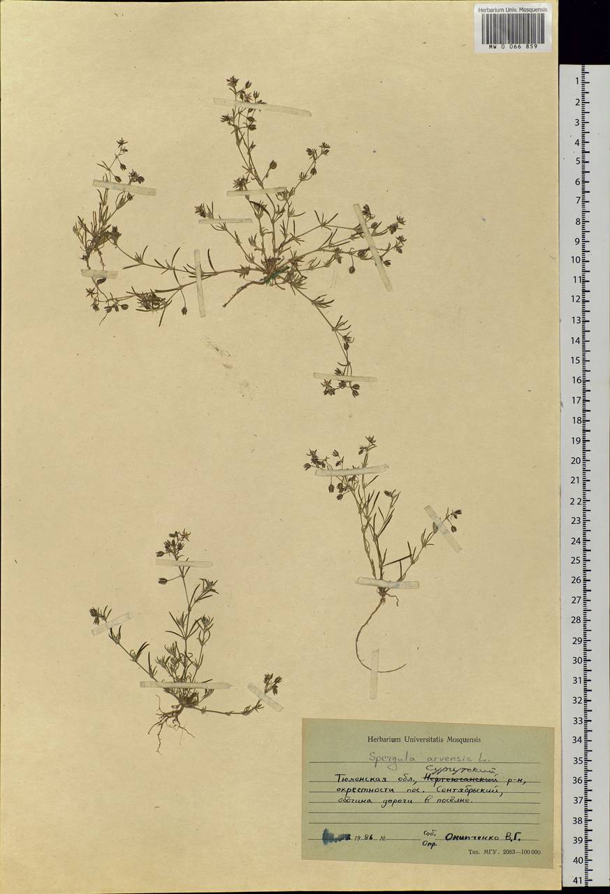Spergula arvensis L., Siberia, Western Siberia (S1) (Russia)