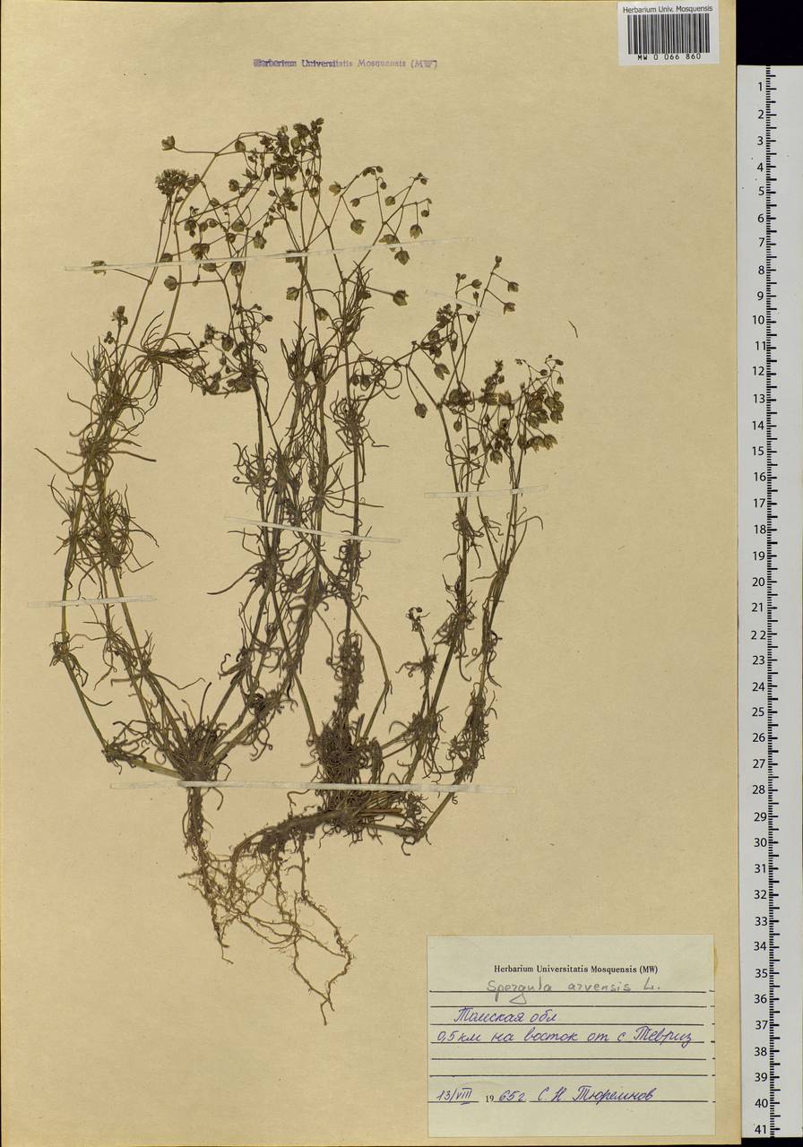Spergula arvensis, Siberia, Western Siberia (S1) (Russia)