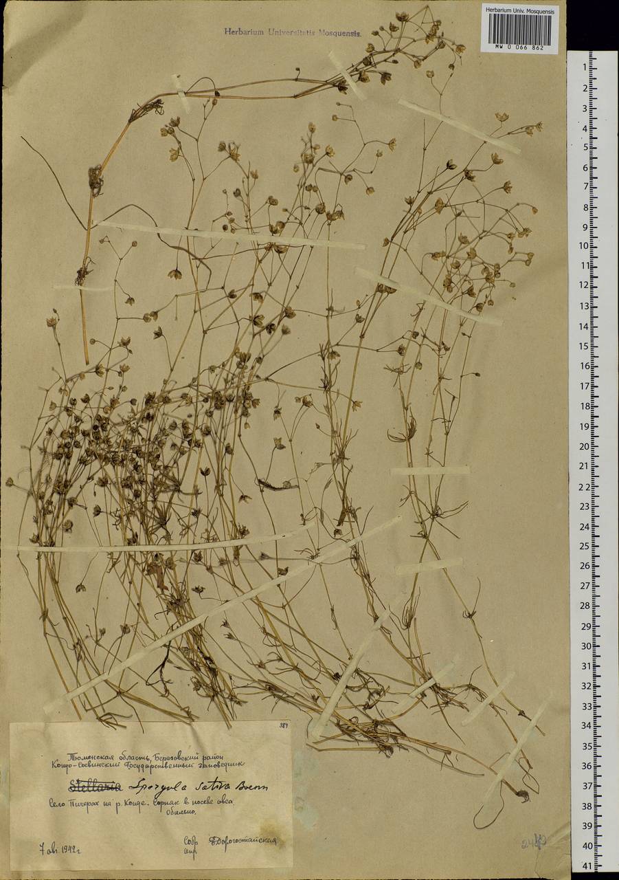 Spergula arvensis L., Siberia, Western Siberia (S1) (Russia)