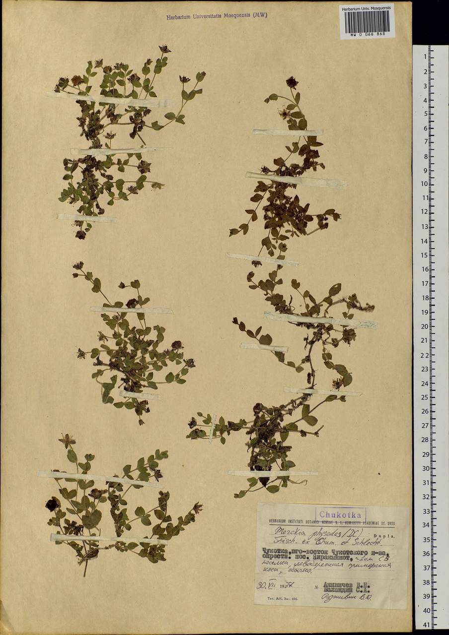 Wilhelmsia physodes (Fisch. ex Ser.) McNeill, Siberia, Chukotka & Kamchatka (S7) (Russia)