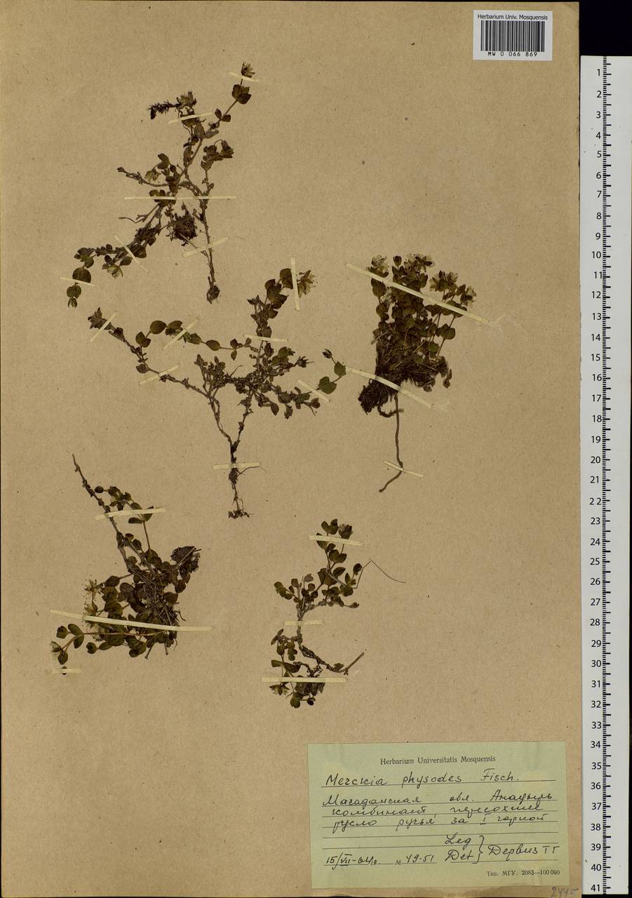 Wilhelmsia physodes (Fisch. ex Ser.) McNeill, Siberia, Chukotka & Kamchatka (S7) (Russia)