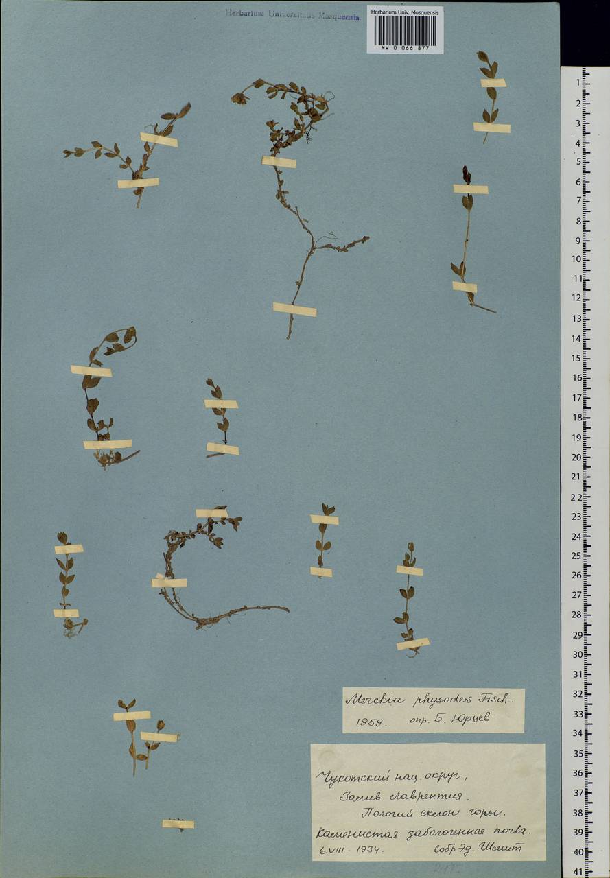 Wilhelmsia physodes (Fisch. ex Ser.) Mc Neill, Siberia, Chukotka & Kamchatka (S7) (Russia)