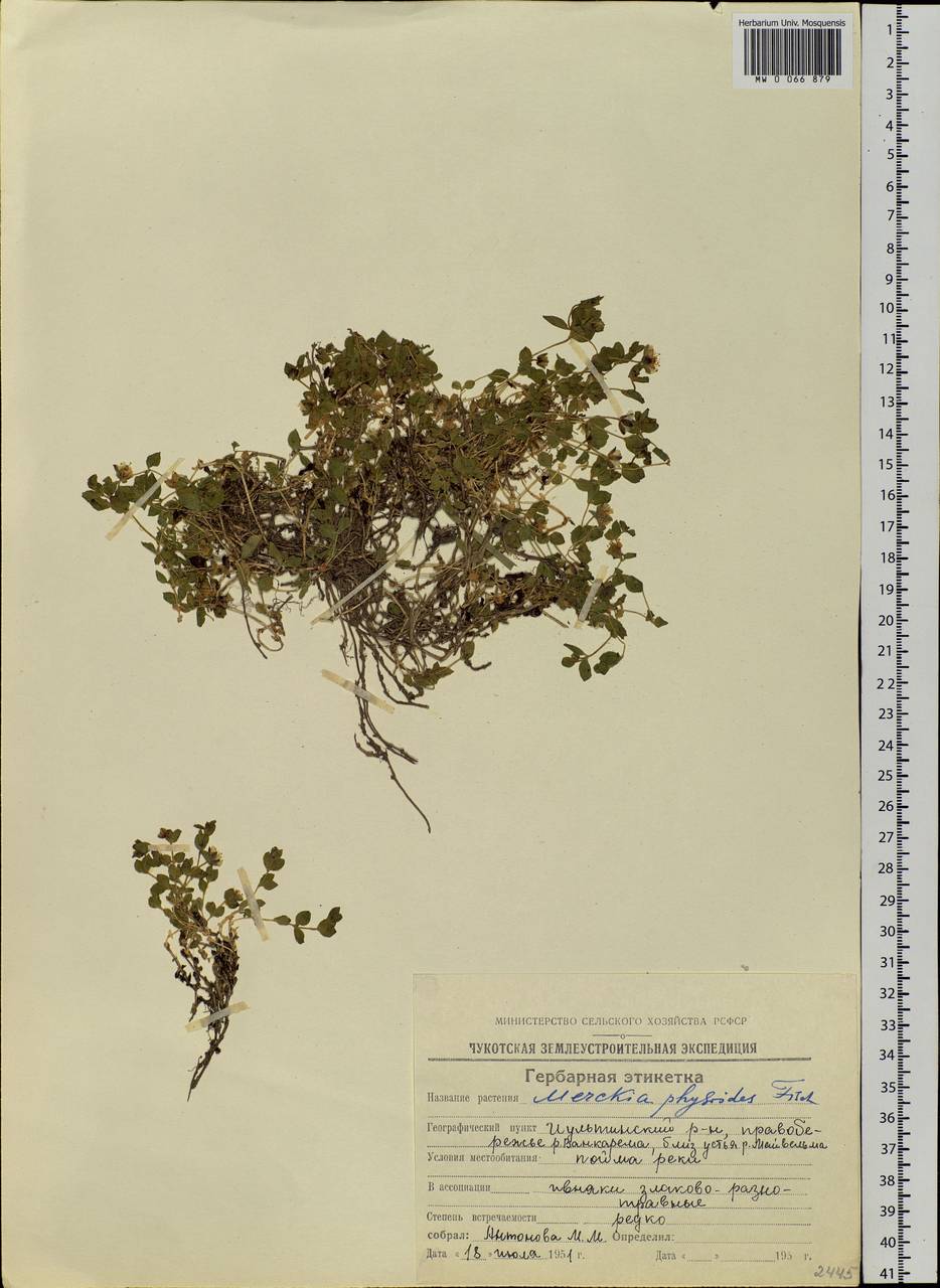 Wilhelmsia physodes (Fisch. ex Ser.) McNeill, Siberia, Chukotka & Kamchatka (S7) (Russia)