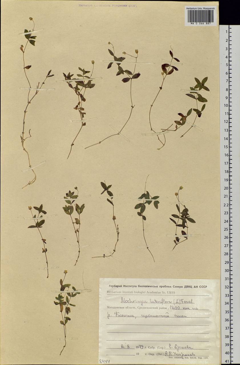 Moehringia lateriflora (L.) Fenzl, Siberia, Chukotka & Kamchatka (S7) (Russia)