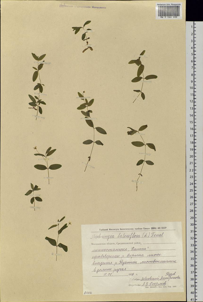 Moehringia lateriflora (L.) Fenzl, Siberia, Chukotka & Kamchatka (S7) (Russia)