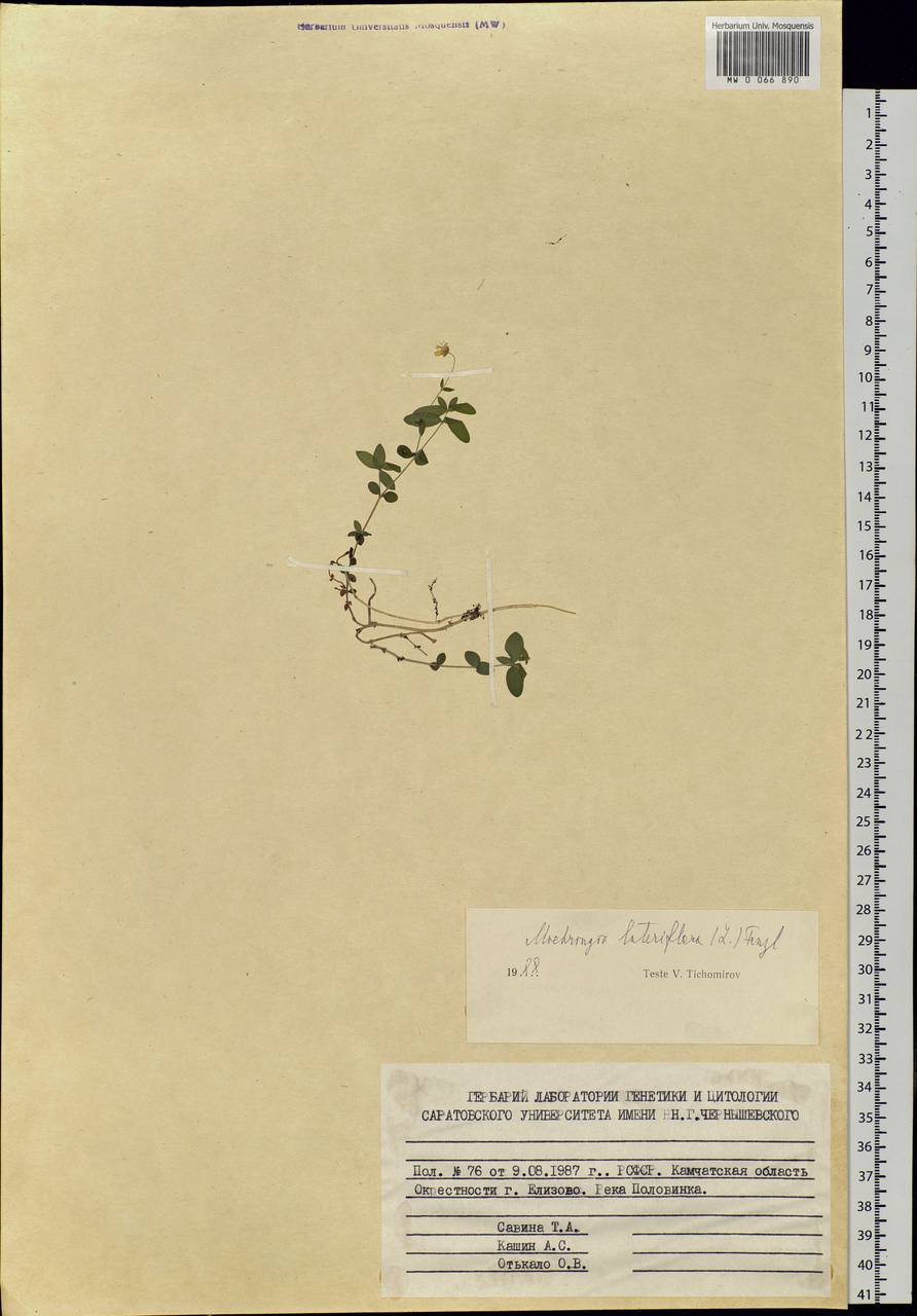 Moehringia lateriflora (L.) Fenzl, Siberia, Chukotka & Kamchatka (S7) (Russia)
