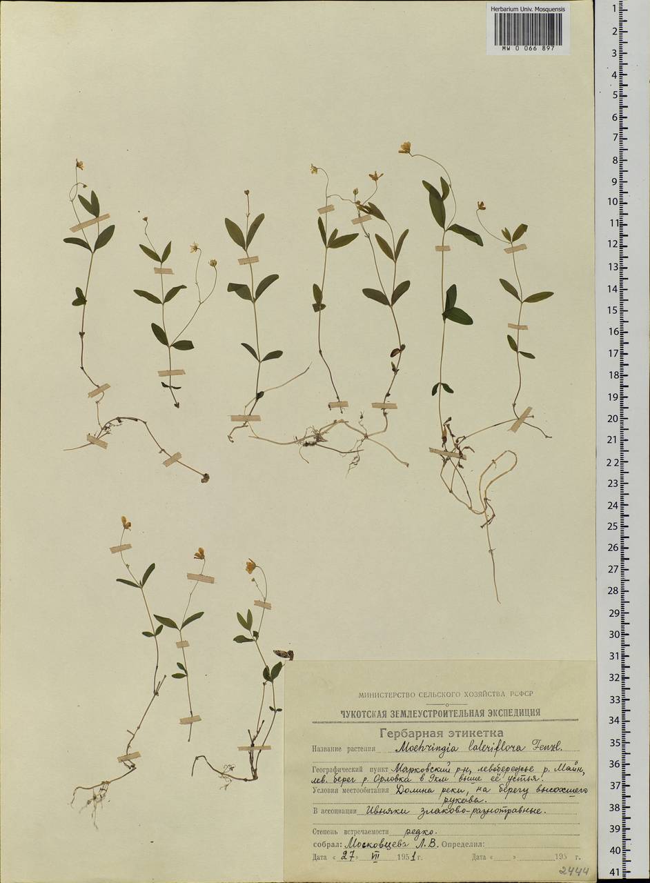 Moehringia lateriflora (L.) Fenzl, Siberia, Chukotka & Kamchatka (S7) (Russia)