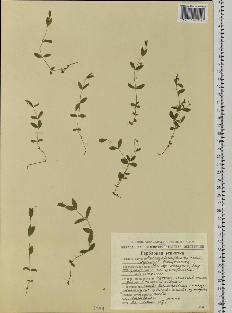 Moehringia lateriflora (L.) Fenzl, Siberia, Chukotka & Kamchatka (S7) (Russia)